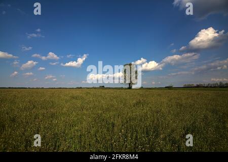 Lindenbaum auf einem Feld in der italienischen Landschaft Stockfoto