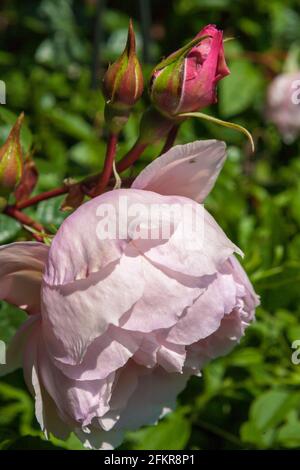 Blüte und Knospen der englischen Kletterrose „The Generous Gardener“ in einem privaten Garten: Alverstoke, Gosport, Hampshire, England. VEREINIGTES KÖNIGREICH Stockfoto