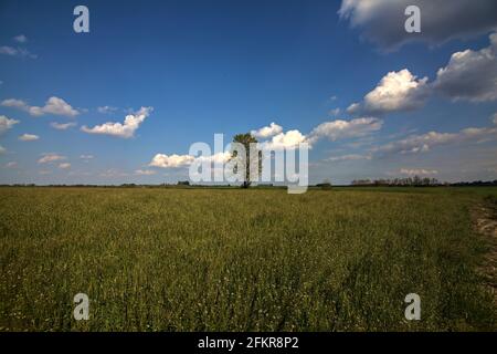 Lindenbaum auf einem Feld in der italienischen Landschaft Stockfoto