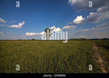 Lindenbaum auf einem Feld in der italienischen Landschaft Stockfoto