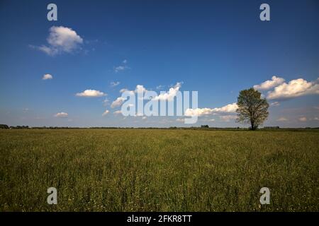 Lindenbaum auf einem Feld in der italienischen Landschaft Stockfoto