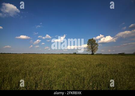 Lindenbaum auf einem Feld in der italienischen Landschaft Stockfoto