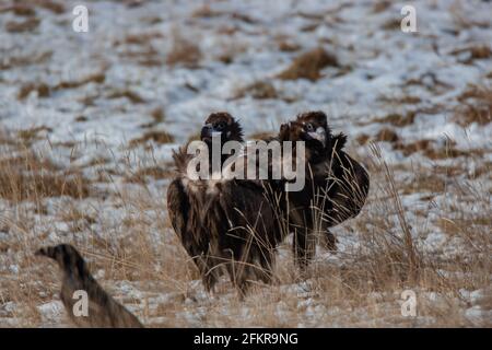 Nahaufnahme eines Paares von Cinereous Vulture in ITS Natürlicher Lebensraum Stockfoto