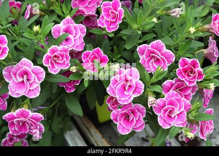Nahaufnahme von doppelt rosa und weißen Calibrachoa-Blüten Stockfoto