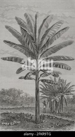 Geschichte Afrikas. 19. Jahrhundert. Die perfekte Banane (Musa paradisiaca). Gravur. El Congo y la Creación del Estado Independiente de este nombre. Historia de los trabajos y Exploraciones Verificados (der Kongo und die Gründung seines Freistaates. A Story of Work and Exploration), von Henry M. Stanley. Herausgegeben in Barcelona, ca. 1890. Spanien. Stockfoto