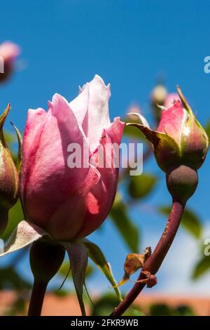 Knospen der englischen Kletterrose 'The Generous Gardener' (Rosa 'Ausdrawn') in einem privaten Garten: Alverstoke, Gosport, Hampshire, England. VEREINIGTES KÖNIGREICH Stockfoto