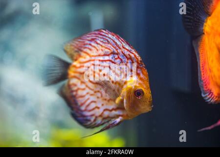 Nahaufnahme der wunderschönen Schachbrettmuster rote Karte Diskus Aquarium Fische isoliert. Hobby-Konzept. Stockfoto