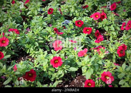 Reihen von roten Claibrachoa-Blüten, die in Töpfen wachsen Stockfoto