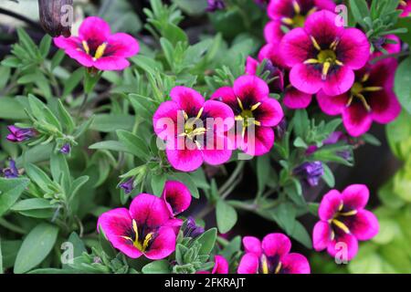 Nahaufnahme von magentafarbenen und violetten Calibrachoa-Blüten in voller Blüte Stockfoto