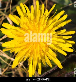 Nahaufnahme eines Dandelion-Kopfes an einem sonnigen Tag. Stockfoto