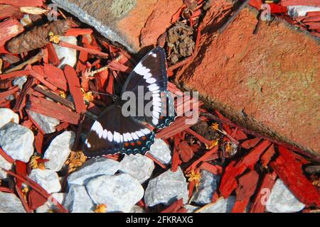 Ein weißer Admiral-Schmetterling ruht an einem sonnigen Tag auf dem Boden aus roten und weißen Felsen, rotem Mulch und Ziegeln in Thunder Bay, Ontario, Kanada. Stockfoto