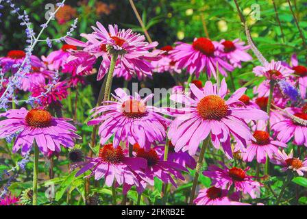 An einem Sommertag stehen in einem Garten rosafarbene Kegelblumen in der Sonne. Stockfoto