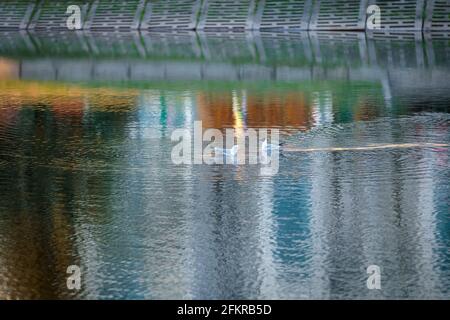 Möwen schwimmen im Stadtteich vor dem Hintergrund der untergehenden Sonne. Reflexionen von Bäumen im Wasser. Stockfoto