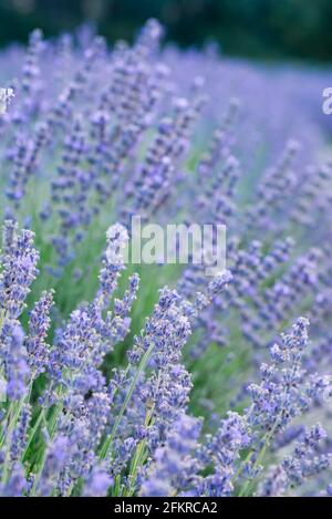 Lavendelbusch im Vordergrund mit der Plantage im Hintergrund Stockfoto