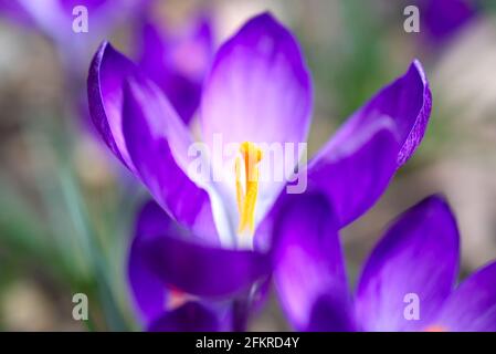Violette Krokus blühen in einem Garten. Stockfoto