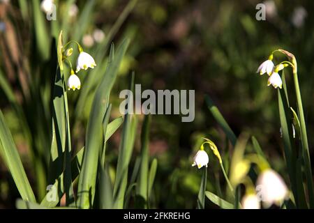 Sommer Schneeflocke im Schatten Stockfoto