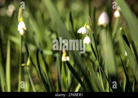 Sommer Schneeflocke im Schatten Stockfoto