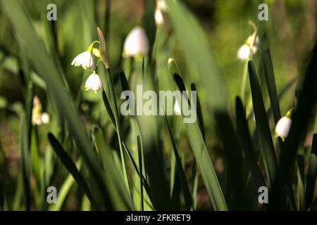 Sommer Schneeflocke im Schatten Stockfoto