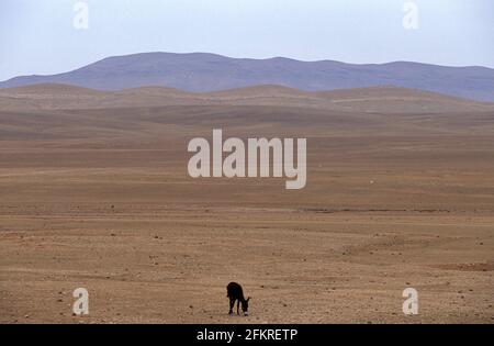 Esel in einem karren Feld in der Nähe von Palmyra, Syrien Stockfoto