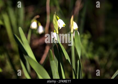 Sommer Schneeflocke im Schatten Stockfoto
