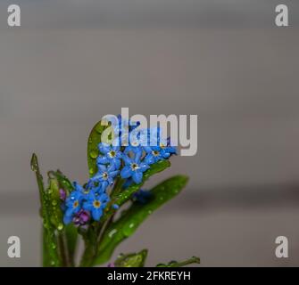 Farbe Innenansicht auf blauen und gelben Blumen mit Farbe Dunkler Hintergrund Stockfoto