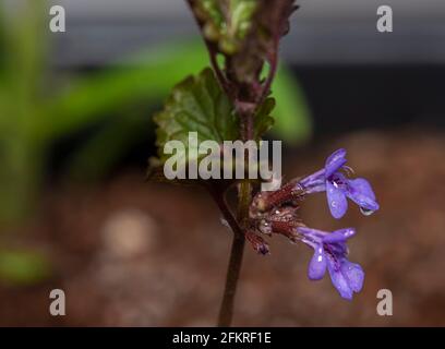 Farbe Innenansicht auf blauen und gelben Blumen mit Farbe Dunkler Hintergrund Stockfoto