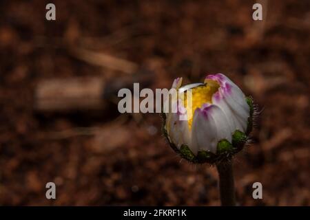 Farbe Innenansicht auf blauen und gelben Blumen mit Farbe Dunkler Hintergrund Stockfoto