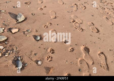 Fußspuren im sand Stockfoto