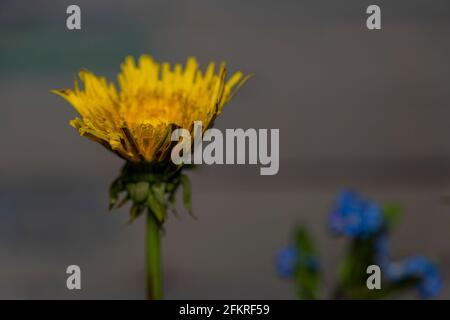 Farbe Innenansicht auf blauen und gelben Blumen mit Farbe Dunkler Hintergrund Stockfoto