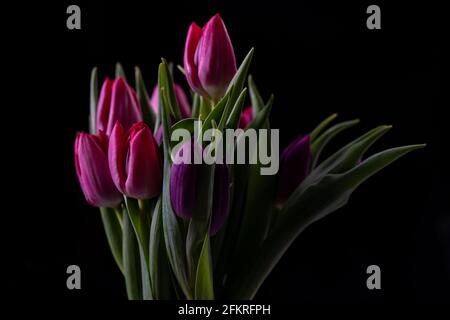 Lila und rosa Tulpen vor schwarzem Hintergrund Stockfoto