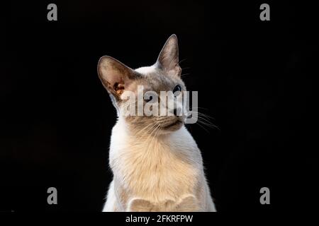 Wunderschönes Siamkatzenporträt mit auffälligen blauen Augen vor schwarzem Hintergrund Stockfoto