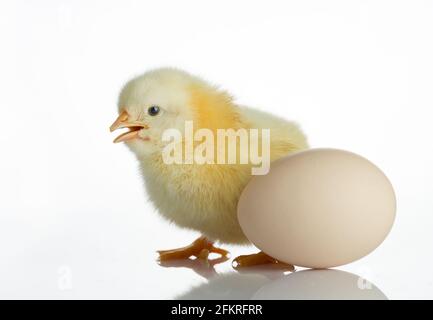 Neugeborenes Küken und Ei auf dem weißen Tisch Stockfoto