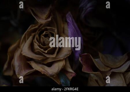 Getrocknete Rosen mit dramatischer Beleuchtung schaffen eine stimmungsvolle florale Stillleben-Komposition Stockfoto