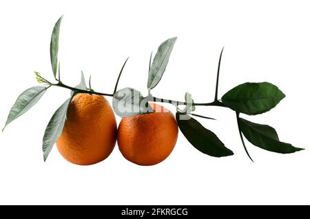 Reife, saftige Orangen mit einem natürlichen Zweig mit Blättern und Dornen. Dickhäutige Orangen mit strukturierter Haut. Isoliert auf weißem Hintergrund. Selektiv