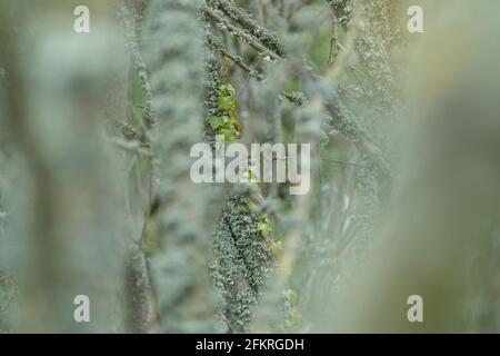 Flechten, die auf Ästen im Wald von Devon wachsen, mit weichem Hintergrund Stockfoto