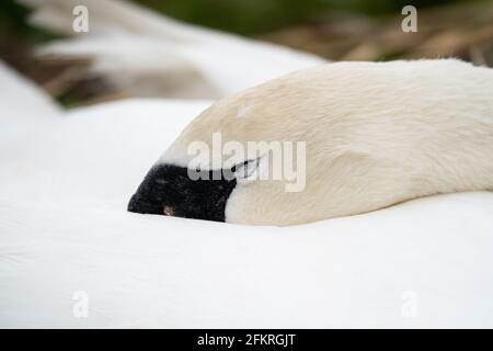 Stummer Schwan, der mit dem Kopf unter dem Flügel in friedlichem Schlaf ruht Stockfoto