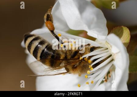 Biene mit Pollen in weißer Blüte Stockfoto