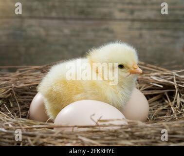 Neugeborene Küken und Eier in einem Strohnest Stockfoto