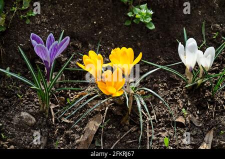 Schöne gelbe, violette und weiße Krokusse im Frühling im Garten, Sofia, Bulgarien Stockfoto