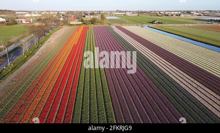 Luftaufnahme des Tulpenfeldes in Vogelenzang, Nordholland, Niederlande Stockfoto