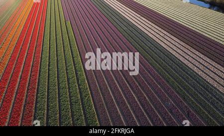 Luftaufnahme des Tulpenfeldes in Vogelenzang, Nordholland, Niederlande Stockfoto