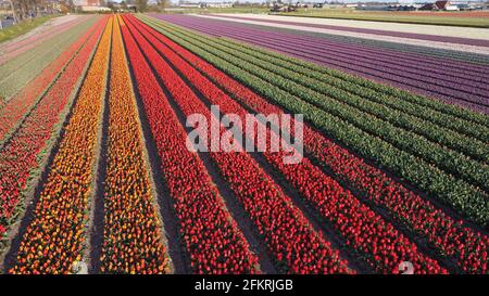 Luftaufnahme des Tulpenfeldes in Vogelenzang, Nordholland, Niederlande Stockfoto