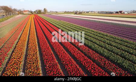 Luftaufnahme des Tulpenfeldes in Vogelenzang, Nordholland, Niederlande Stockfoto