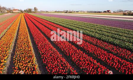 Luftaufnahme des Tulpenfeldes in Vogelenzang, Nordholland, Niederlande Stockfoto