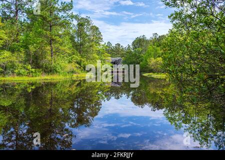 Pinecote Pavilion im Crosby Arboretum, einem Wintergarten, der einheimische Pflanzen des Pearl River Drainage Basin von Mississippi und Louisiana schützt. Stockfoto