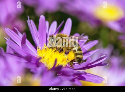 Detail der Biene oder Honigbiene in Latein APIs Mellifera, europäische oder westliche Honigbiene bestäubt die gelb violett lila oder blaue Blume Stockfoto