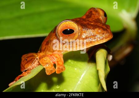 Strauchfrosch (Leptomantis belalongensis) im natürlichen Lebensraum Brunei, Borneo Stockfoto