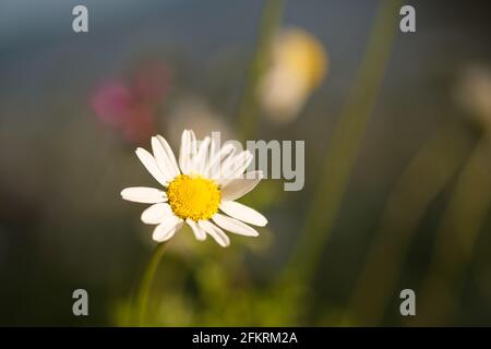 Einzelne Daisy Makroaufnahme im Feld Gänseblümchen. Stockfoto