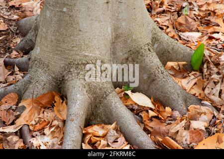 Stamm aus amerikanischer Buche (Fagus grandifolia), Shade Swamp Sanctuary, Connecticut Stockfoto