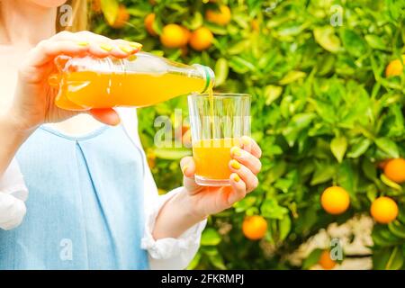 Nahaufnahme von jungen, attraktiven Frauenhänden, die frischen Orangensaft in das Glas im Baumgarten, auf der Obstplantage, gießen. Zweige voll von Orangen fruitage in Stockfoto